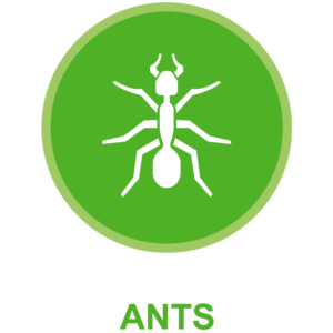 Ant Control Gainesville Florida. Green Guard Pest Control is Gainesville Florida's superior ant control specialists.