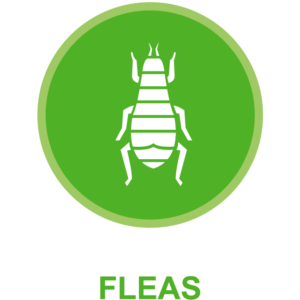 Flea Control Gainesville Florida. Green Guard Pest Control is Gainesville Florida's superior flea control specialists.