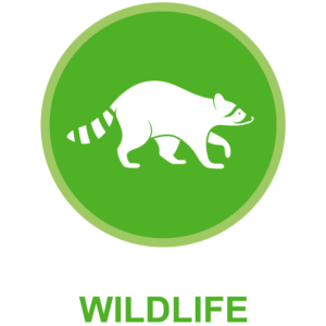 Wildlife Control Gainesville Florida. Green Guard Pest Control is Gainesville Florida's superior wildlife control specialists.